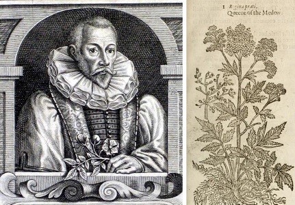 John Gerard, Master of the Company in 1607. Gerard's 'The Herball, or Generall Historie of Plantes', first published in 1597, was likely to have been part of the Company’s original Library collection.